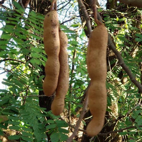 TAMARIND (Tamarindus indica) - variety: sour